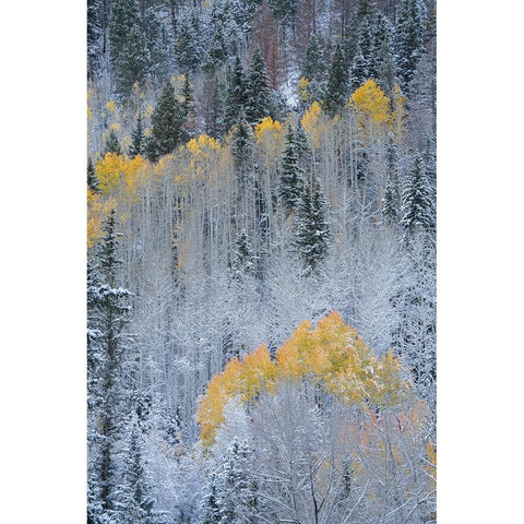 USA-Colorado-Uncompahgre National Forest Fresh autumn snow on aspens and evergreens Black Modern Wood Framed Art Print by Jaynes Gallery