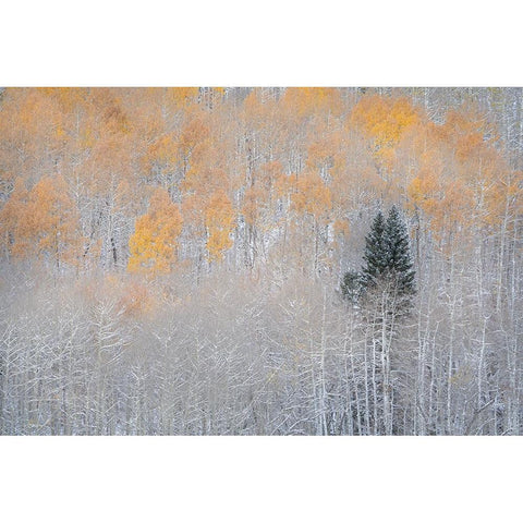 USA-Colorado-Uncompahgre National Forest Fresh autumn snow on aspens and evergreen Black Modern Wood Framed Art Print by Jaynes Gallery