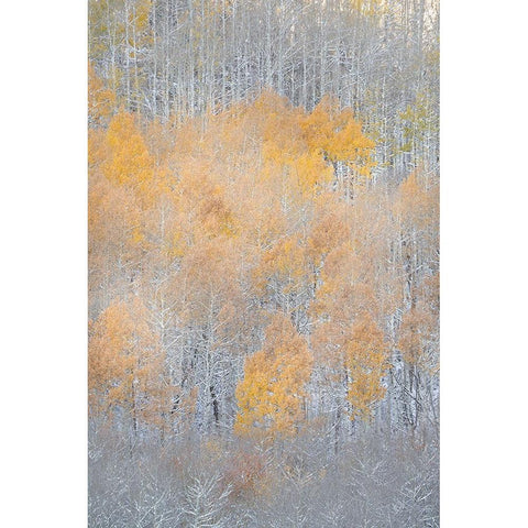 USA-Colorado-Uncompahgre National Forest Fresh autumn snow on aspens Black Modern Wood Framed Art Print by Jaynes Gallery