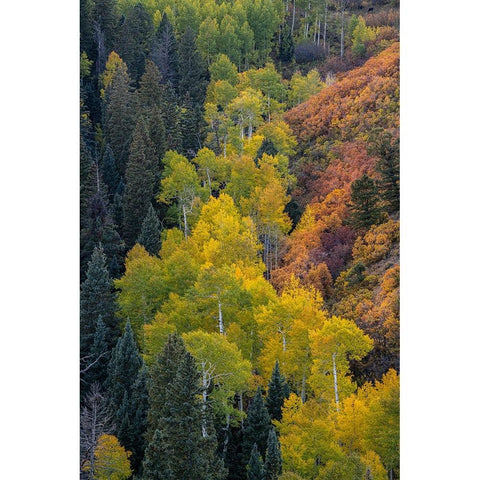 USA-Colorado-Uncompahgre National Forest Overview of aspen and Gambels oak trees in ravine White Modern Wood Framed Art Print by Jaynes Gallery