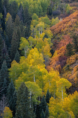 USA-Colorado-Uncompahgre National Forest Overview of aspen and Gambels oak trees in ravine Black Ornate Wood Framed Art Print with Double Matting by Jaynes Gallery