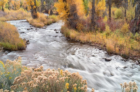 USA-Colorado-White River National Forest Fryingpan River and autumn foliage Black Ornate Wood Framed Art Print with Double Matting by Jaynes Gallery