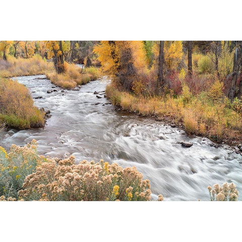 USA-Colorado-White River National Forest Fryingpan River and autumn foliage Black Modern Wood Framed Art Print by Jaynes Gallery