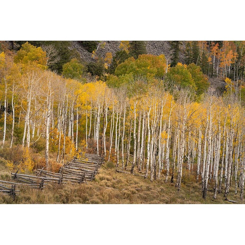 USA-Colorado-Uncompahgre National Forest Autumn aspen trees and split-rail fence Black Modern Wood Framed Art Print by Jaynes Gallery