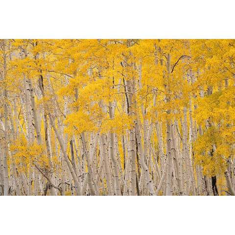USA-Colorado-Uncompahgre National Forest Aspen trees in autumn Gold Ornate Wood Framed Art Print with Double Matting by Jaynes Gallery