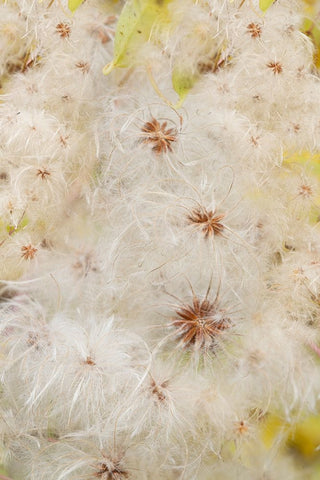 USA-Colorado-Uncompahgre National Forest Seedheads of clematis plant Black Ornate Wood Framed Art Print with Double Matting by Jaynes Gallery