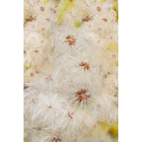 USA-Colorado-Uncompahgre National Forest Seedheads of clematis plant Black Modern Wood Framed Art Print by Jaynes Gallery