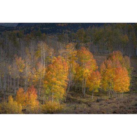 USA-Colorado-Uncompahgre National Forest Aspen trees in late autumn Black Modern Wood Framed Art Print by Jaynes Gallery