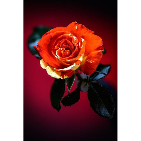 USA-Colorado-Loveland Rose close-up Black Modern Wood Framed Art Print by Jaynes Gallery