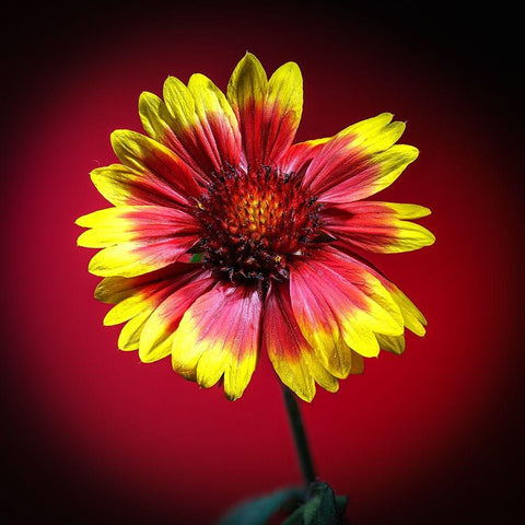 USA-Colorado-Loveland Gaillardia flower close-up Black Modern Wood Framed Art Print by Jaynes Gallery