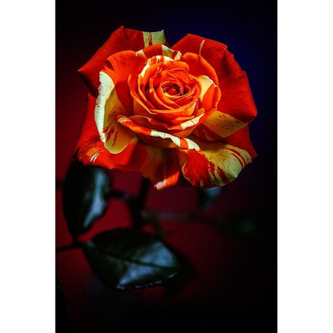 USA-Colorado-Loveland Rose close-up Black Modern Wood Framed Art Print by Jaynes Gallery