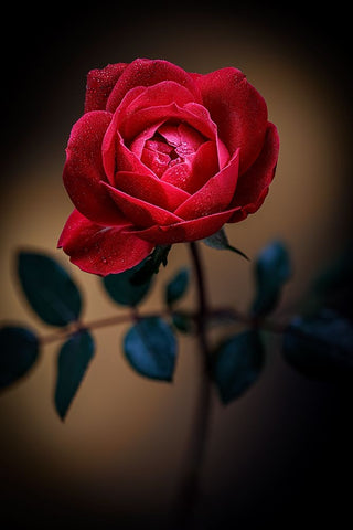 USA-Colorado-Loveland Rose close-up White Modern Wood Framed Art Print with Double Matting by Jaynes Gallery