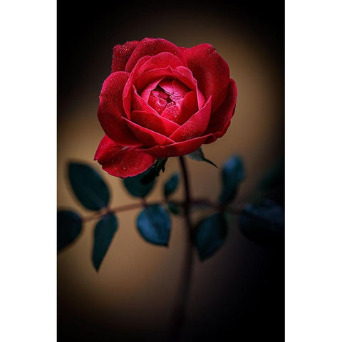 USA-Colorado-Loveland Rose close-up Black Modern Wood Framed Art Print by Jaynes Gallery
