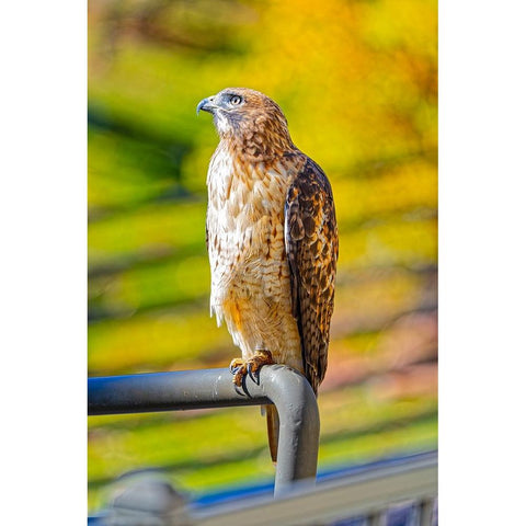 USA-Colorado-Fort Collins Red-tailed hawk close-up Gold Ornate Wood Framed Art Print with Double Matting by Jaynes Gallery