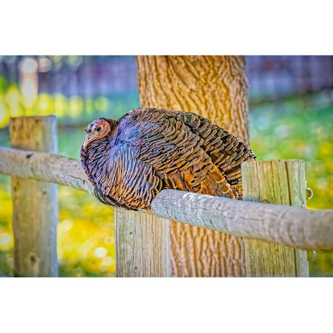 USA-Colorado-Loveland Wild female turkey close-up White Modern Wood Framed Art Print by Jaynes Gallery