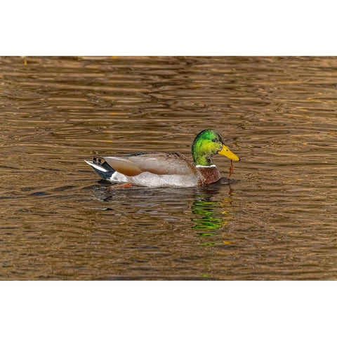USA-Colorado-Loveland Mallard duck male swimming in lake Black Modern Wood Framed Art Print by Jaynes Gallery