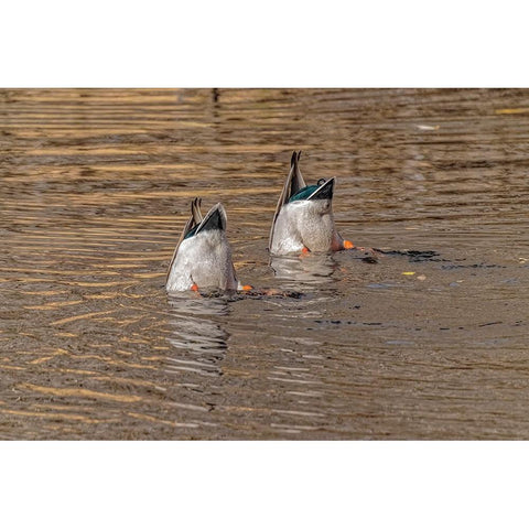 USA-Colorado-Loveland Male mallard ducks diving for food in lake Black Modern Wood Framed Art Print by Jaynes Gallery