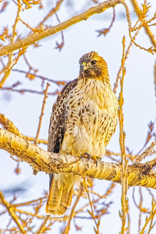 USA-Colorado-Fort Collins Red-tailed hawk close-up White Modern Wood Framed Art Print with Double Matting by Jaynes Gallery