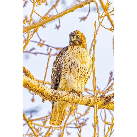 USA-Colorado-Fort Collins Red-tailed hawk close-up Black Modern Wood Framed Art Print by Jaynes Gallery