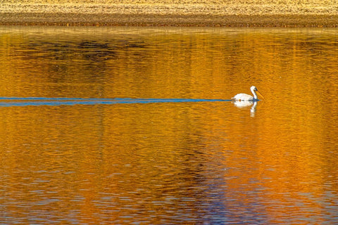 USA- Colorado- Loveland. American white pelican swims in Donath Lake. Black Ornate Wood Framed Art Print with Double Matting by Jaynes Gallery