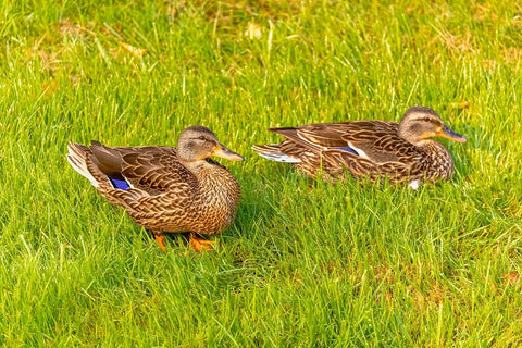 USA- Colorado- Fort Collins. Close-up of mallard ducks in grass. Black Ornate Wood Framed Art Print with Double Matting by Jaynes Gallery