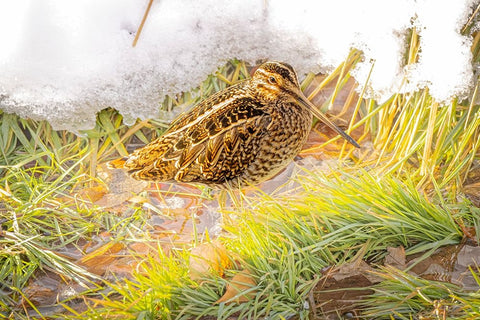 USA- Colorado- Fort Collins. Wilsons snipe in icy winter grass. White Modern Wood Framed Art Print with Double Matting by Jaynes Gallery