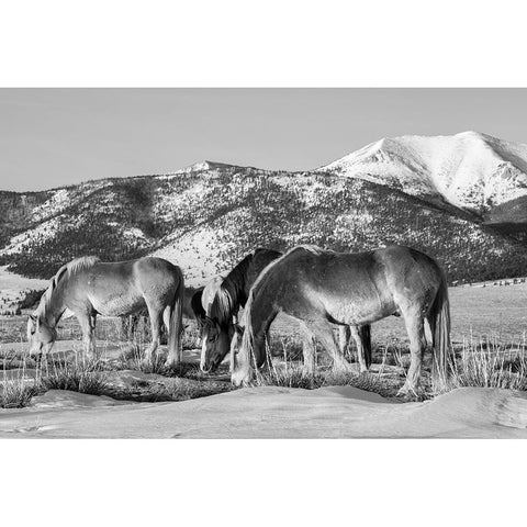USA-Colorado-Westcliffe Music Meadows Ranch Herd of horses with Rocky Mountains in the distance Black Modern Wood Framed Art Print with Double Matting by Hopkins, Cindy Miller