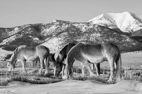 USA-Colorado-Westcliffe Music Meadows Ranch Herd of horses with Rocky Mountains in the distance White Modern Wood Framed Art Print with Double Matting by Hopkins, Cindy Miller