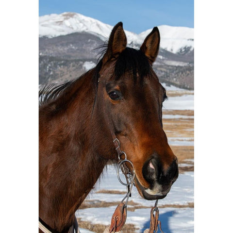 USA-Colorado-Westcliffe Music Meadows Ranch Bay ranch horse White Modern Wood Framed Art Print by Hopkins, Cindy Miller