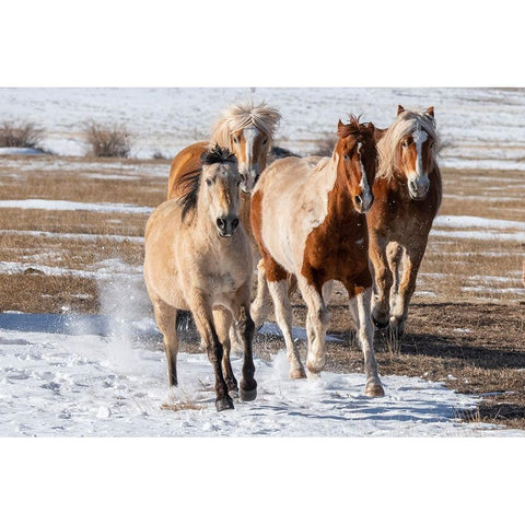 USA-Colorado-Westcliffe Music Meadows Ranch Herd of mixed breed horses running in the snow Black Modern Wood Framed Art Print by Hopkins, Cindy Miller