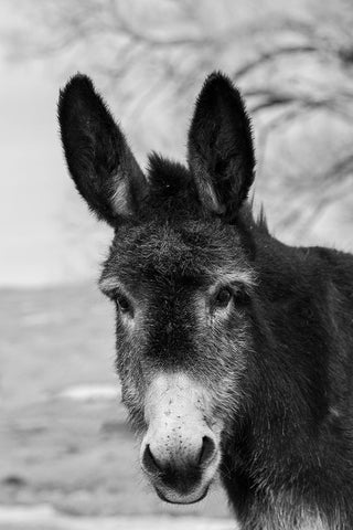 USA-Colorado-Westcliffe Music Meadows Ranch Cute old ranch donkey-face detail Black Ornate Wood Framed Art Print with Double Matting by Hopkins, Cindy Miller