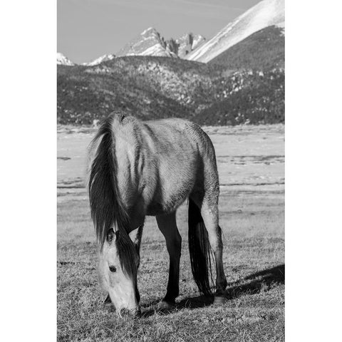 USA-Colorado-Westcliffe Music Meadows Ranch Buckskin horse with Rocky Mountains in the distance Gold Ornate Wood Framed Art Print with Double Matting by Hopkins, Cindy Miller