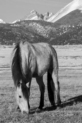 USA-Colorado-Westcliffe Music Meadows Ranch Buckskin horse with Rocky Mountains in the distance White Modern Wood Framed Art Print with Double Matting by Hopkins, Cindy Miller
