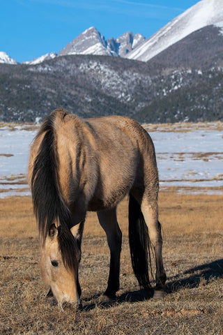 USA-Colorado-Westcliffe Music Meadows Ranch Buckskin horse with Rocky Mountains in the distance White Modern Wood Framed Art Print with Double Matting by Hopkins, Cindy Miller