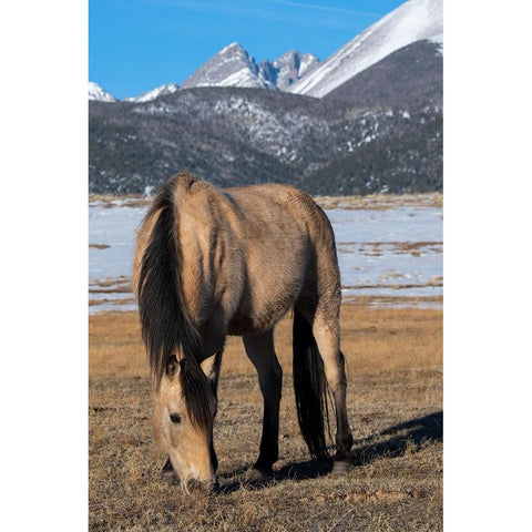 USA-Colorado-Westcliffe Music Meadows Ranch Buckskin horse with Rocky Mountains in the distance Black Modern Wood Framed Art Print by Hopkins, Cindy Miller