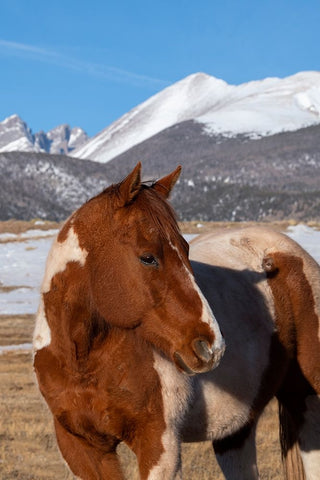USA-Colorado-Westcliffe Music Meadows Ranch Paint horse with Rocky Mountains in the distance Black Ornate Wood Framed Art Print with Double Matting by Hopkins, Cindy Miller
