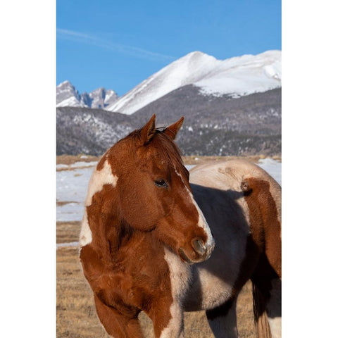 USA-Colorado-Westcliffe Music Meadows Ranch Paint horse with Rocky Mountains in the distance White Modern Wood Framed Art Print by Hopkins, Cindy Miller
