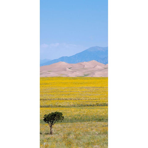 USA-Colorado-San Luis Valley-Great Sand Dunes National Park Black Modern Wood Framed Art Print by Hopkins, Cindy Miller