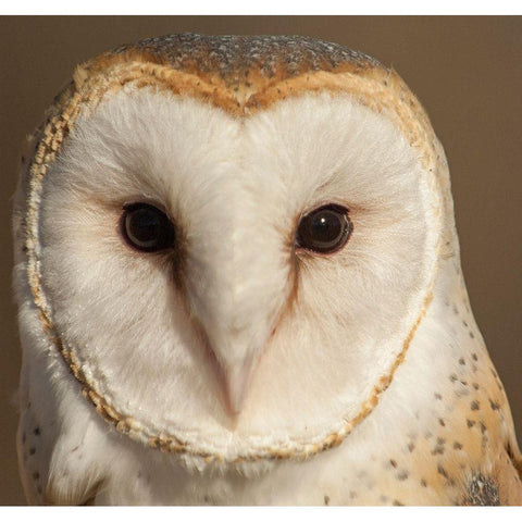 Owl-Barn Owl White Modern Wood Framed Art Print by Theodore, George