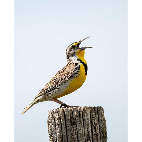 Meadowlark-bird Black Modern Wood Framed Art Print by Theodore, George