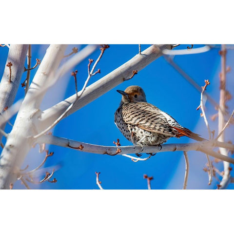 Northern Flicker Black Modern Wood Framed Art Print with Double Matting by Theodore, George and Marilu