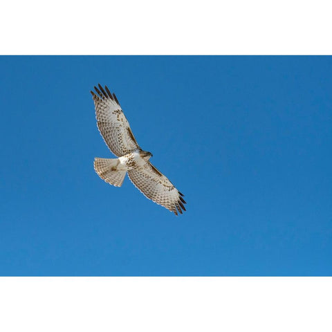 Hawk flying White Modern Wood Framed Art Print by Theodore, George and Marilu