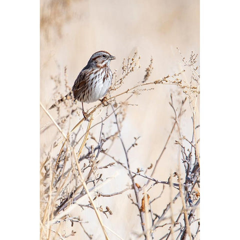 USA-Sparrow Black Modern Wood Framed Art Print by Theodore, George and Marilu