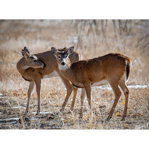 USA-deer Gold Ornate Wood Framed Art Print with Double Matting by Theodore, George and Marilu