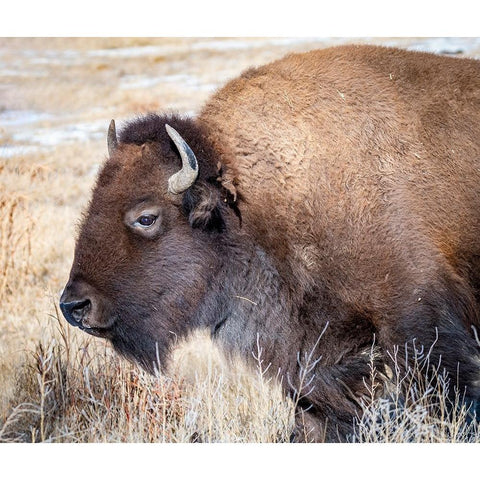 American Bison Black Modern Wood Framed Art Print with Double Matting by Theodore, George and Marilu