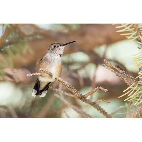 Hummingbird Black Modern Wood Framed Art Print by Theodore, George and Marilu