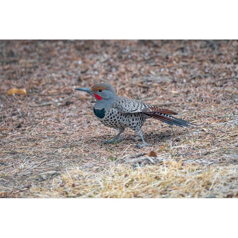 Northern flicker Black Modern Wood Framed Art Print by Theodore, George and Marilu