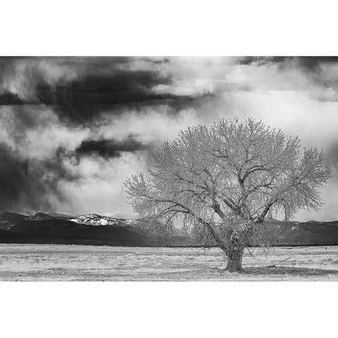 Lone tree Gold Ornate Wood Framed Art Print with Double Matting by Theodore, George and Marilu