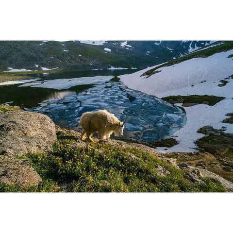 Mountain goat walks near shore of partially frozen Summit Lake-Mount Evans-near Denver-Colorado-USA Gold Ornate Wood Framed Art Print with Double Matting by Garber, Howie