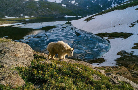 Mountain goat walks near shore of partially frozen Summit Lake-Mount Evans-near Denver-Colorado-USA White Modern Wood Framed Art Print with Double Matting by Garber, Howie
